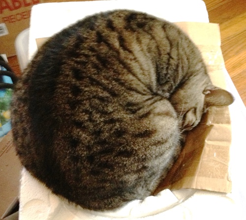 Skinny Minnie the cat curled up in a ball